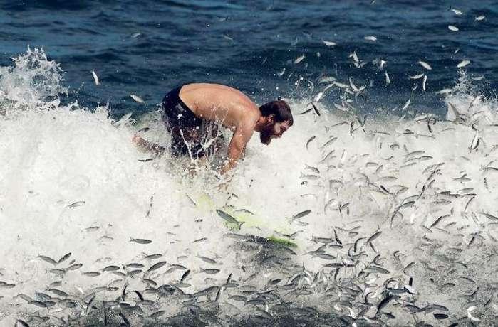 诱捕小浣熊
